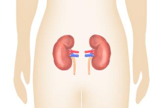腎 — 膀胱について